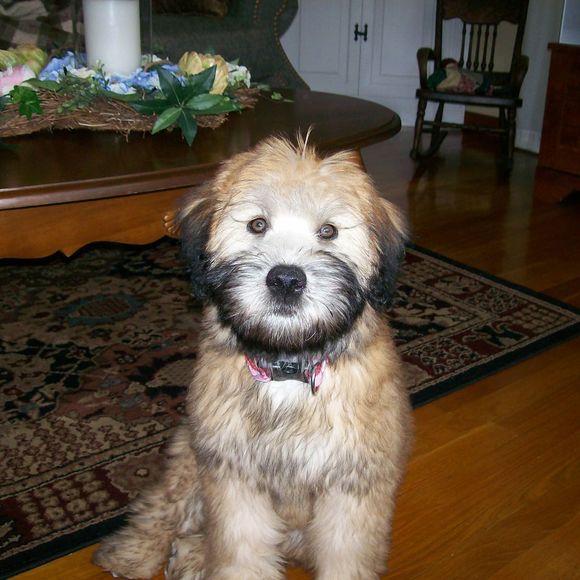 Meet your Posher, Susan - Picture 1 of 1